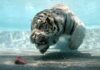 Perché questa tigre bianca si tuffa in profondità per cercare carne