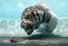 Why This White Tiger Dives Deep for Meat