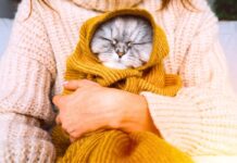Faiblesses hivernales : quelles races de chats ont besoin de calories supplémentaires ?